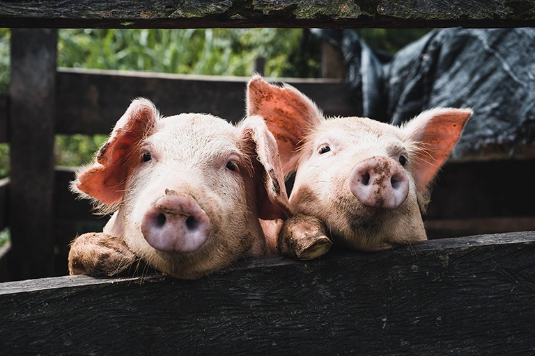 Deux cochons pour illustrer l'engagement sur le respect de l'ensemble des critères du Pig Minimum Standards